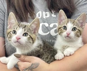 Cats of the Week: Samantha and Alvin