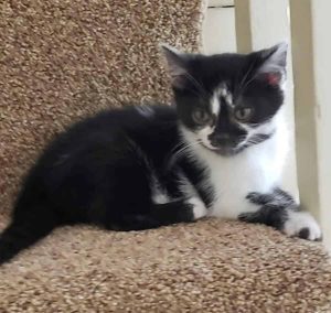 Cat of the Week: Eleanor