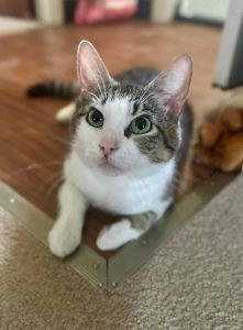 Cat of the Week: Ginny