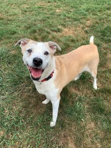 Dog of the Week: Duke