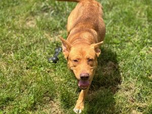 Dog of the Week: Peanut