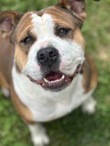 Dog of the Week: Hope