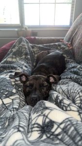 Dog of the Week: Pam