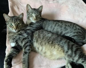 Cats of the Week: Socks & Ophelia