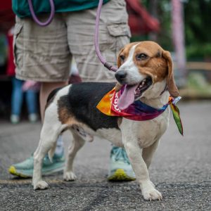 Dog of the Week: Rooster