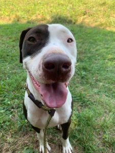 Dog of the Week: Guy