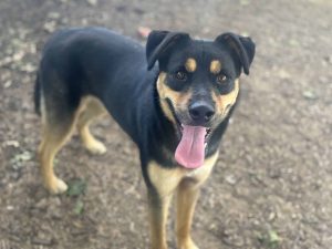 Dog of the Week: Deeva