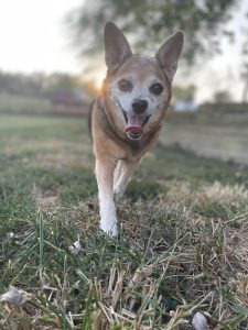 Dog of the Week: Sadi