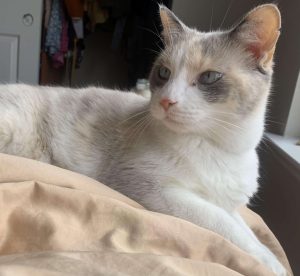 Cat of the Week: Julia