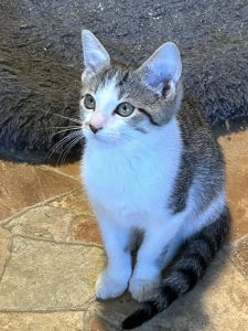 Cat of the Week: Nell