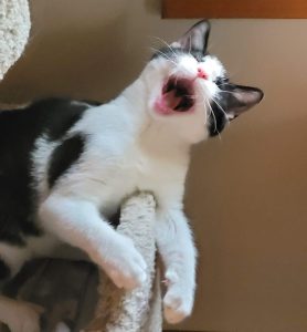 Cat of the Week: Rockee