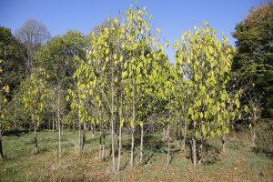 Burrowing pest threatens area pawpaws