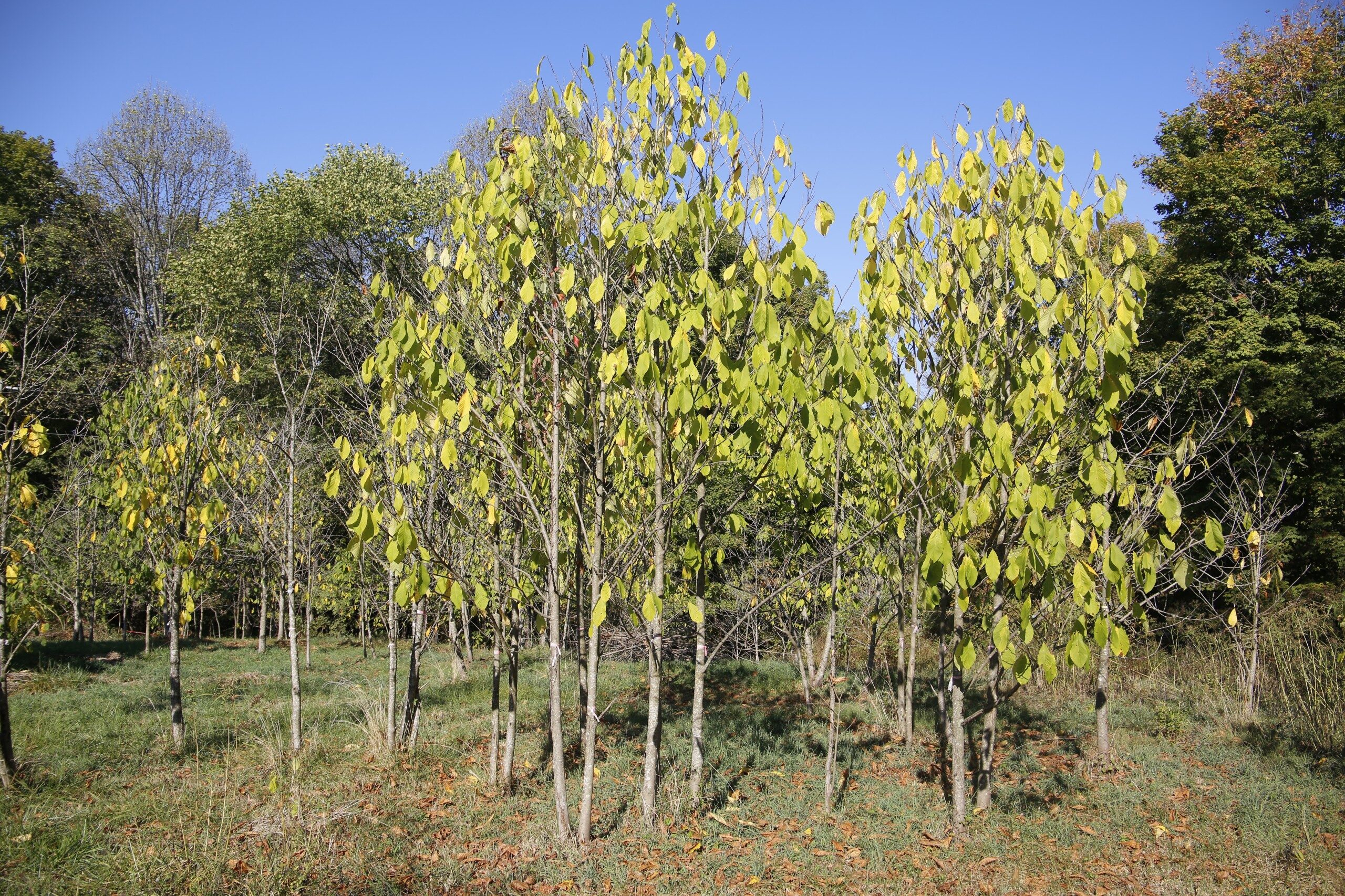 File Photo Integration Acres Orchard