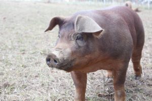 Drought relief funds pose challenge for local farmers