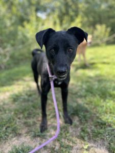 Dog of the Week: Midnight