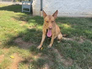 Dog of the Week: Peanut