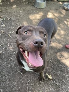 Dog of the Week: Hambone