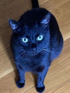 Cat of the Week: Scarlett