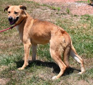 Dog of the Week: Brutus