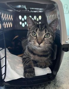 Cat of the Week: Biscuits