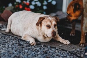 Dog of the Week: Sissy E.