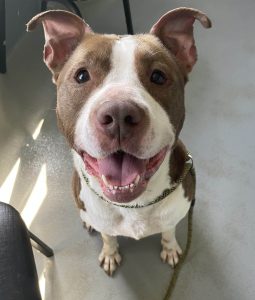 Dog of the Week: Casy