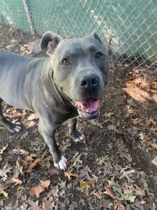 Dog of the Week: Basco