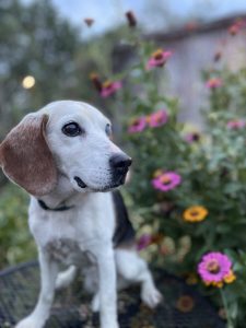 Dog of the Week: Mabel