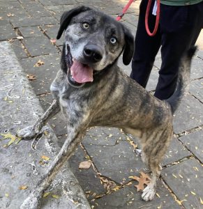 Dog of the Week: Milo