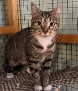 Cat of the Week: Letty