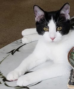 Cat of the Week: Rockee