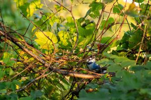 Photo of the Week: Oct. 22, 2024