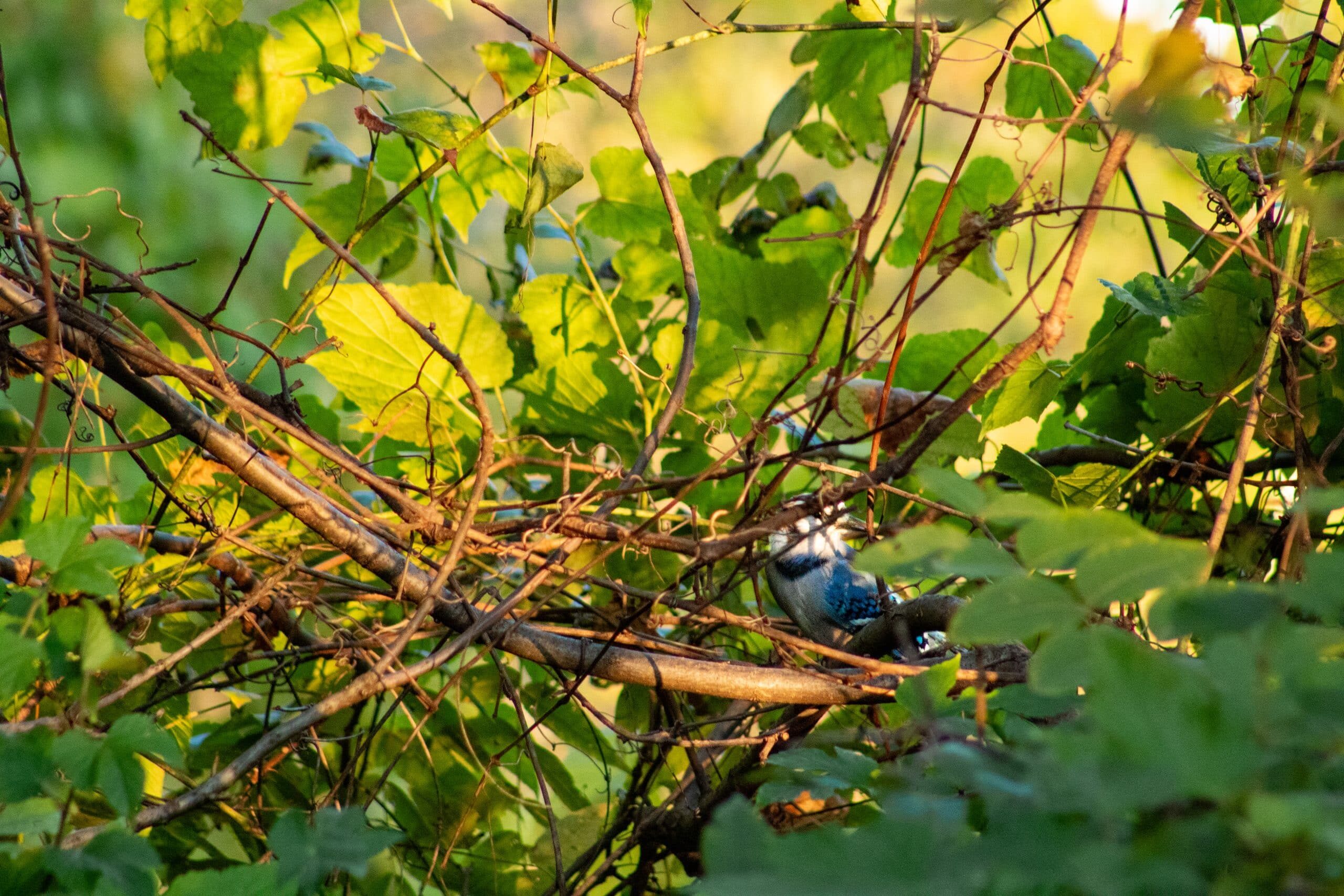 A bird hidden in brush.