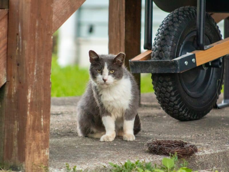 A gray and white tuxedo cat sits beneath a wheelbarrow, next to a bird nest.