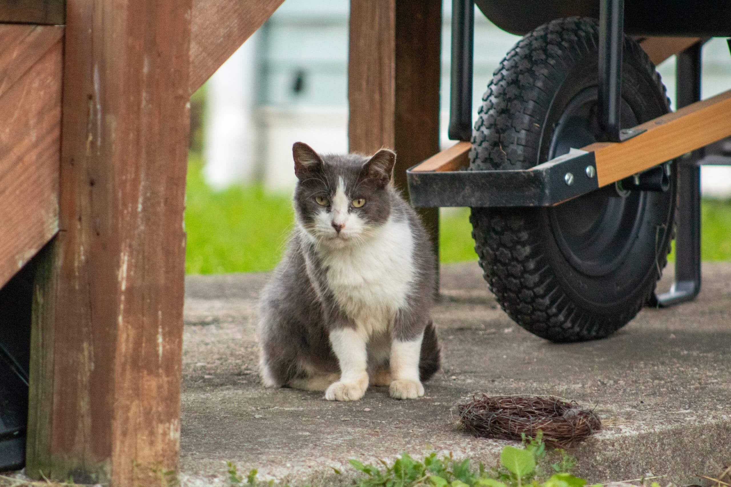 A gray and white tuxedo cat sits beneath a wheelbarrow, next to a bird nest.