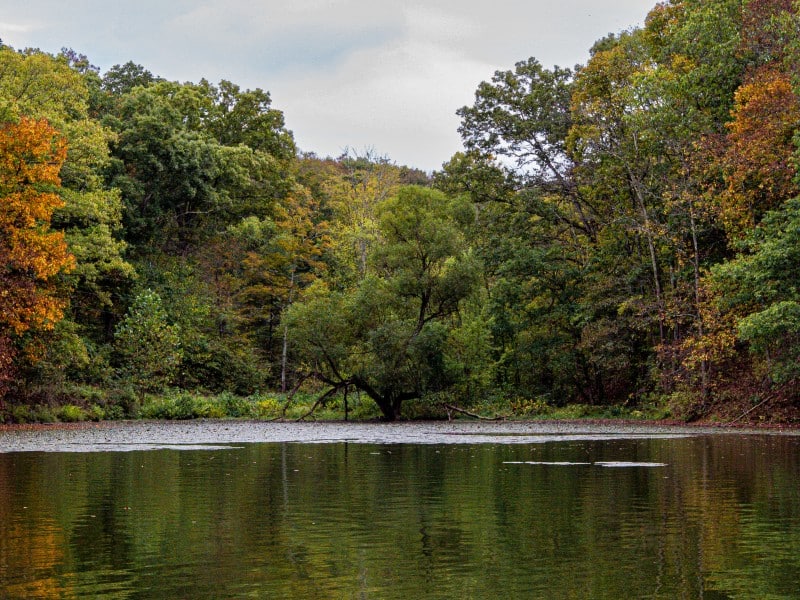 A tree line reflected upon lake water.