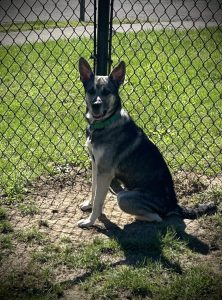 Dog of the Week: Ashley