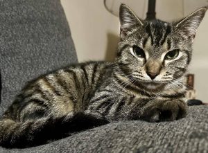 Cat of the Week: Biscuits