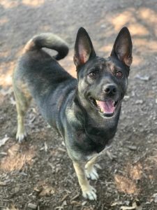 Dog of the Week: Annie