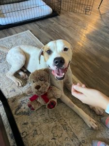 Dog of the Week: Archie