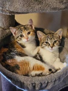 Cat of the Week: Pearl & Topaz