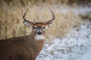 Hunting down in Southeast Ohio amid ongoing deer disease outbreak (Updated)