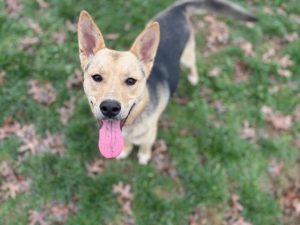 Dog of the Week: Samuel Winchester