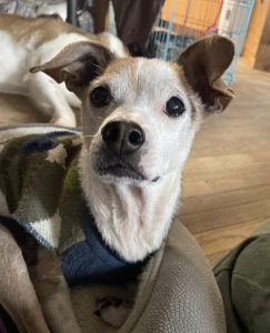 Dog of the Week: Tippie