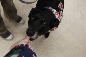 Photo gallery: Rural Action holiday party