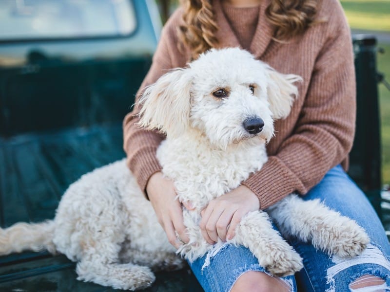 A dog sits on a woman's lap.