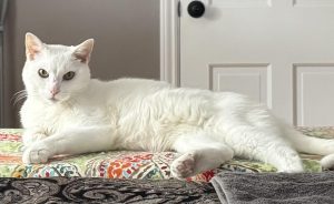 Cat of the Week: Batman