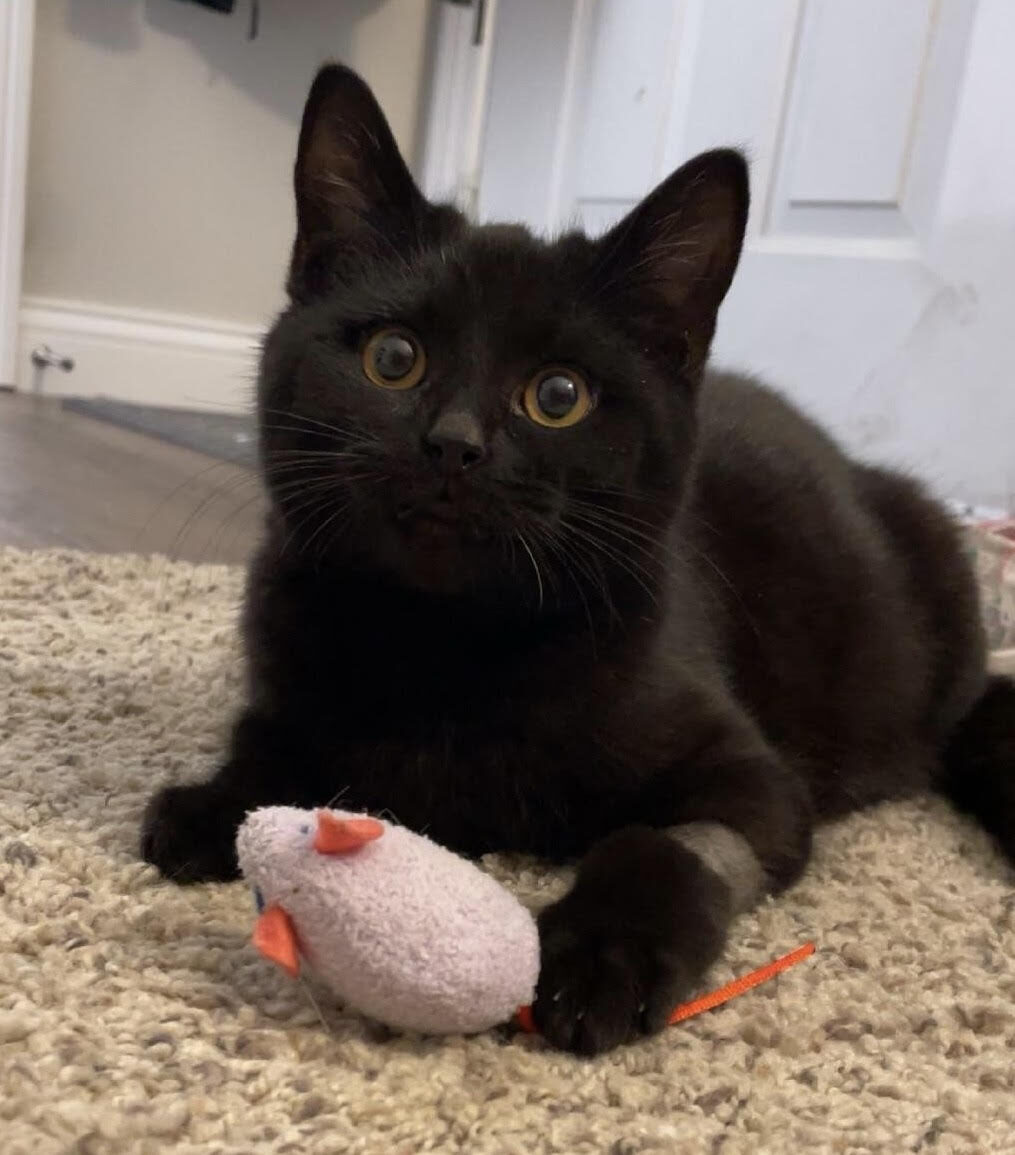 Black cat with a small mouse toy.