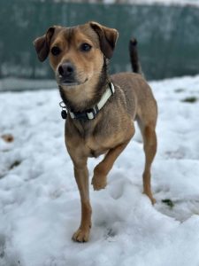 Dog of the Week: Skippy