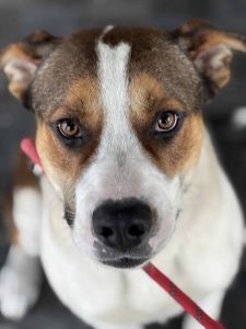 Dog of the Week: Tater